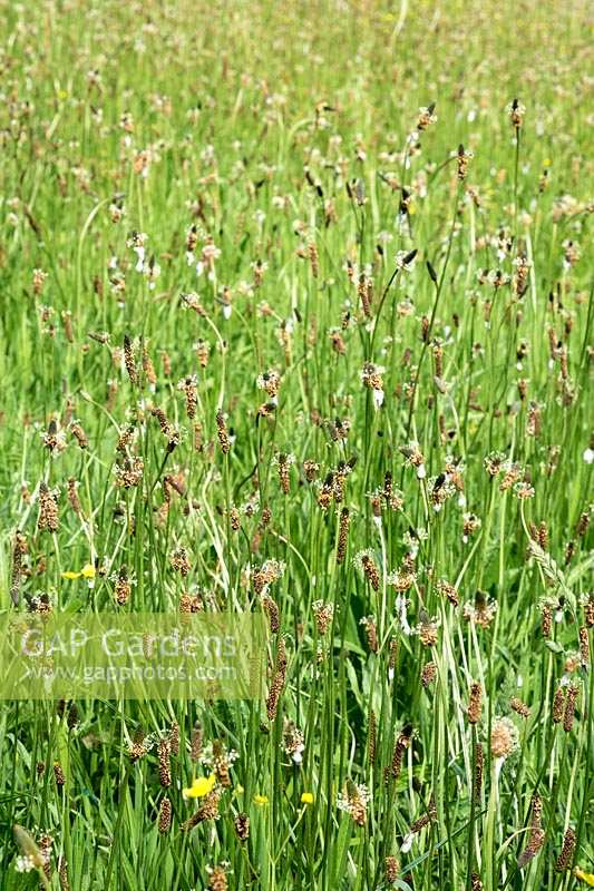 Plantago lanceolata, Ribwort Plantain, in large wildflower meadow