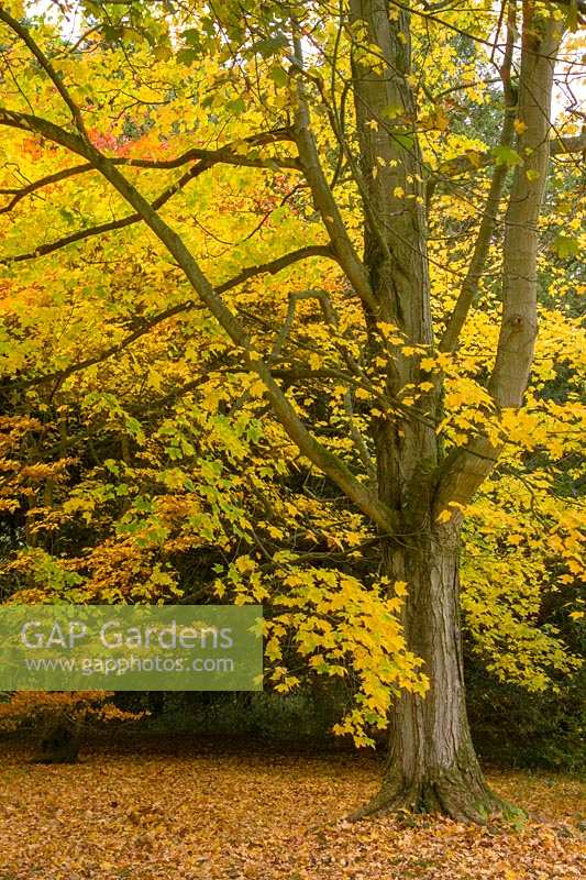 Westonbirt Arboretum, Glos., UK. Autumn colour with Acers in the Acer Glade.