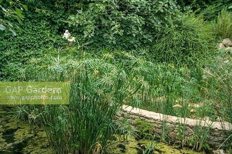 Papyrus ( Cyperus papyrus ) growing in garden pond, with small statue at back