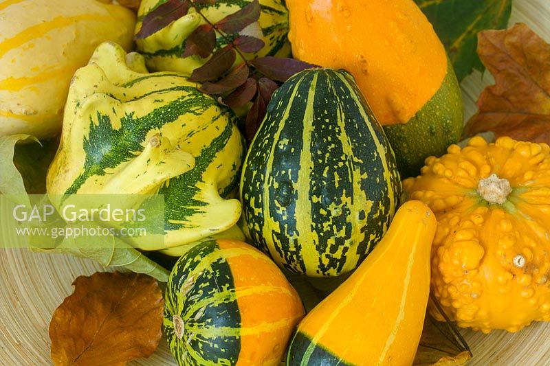 Autumn collection, gourds, leaves and 'old mans beard'