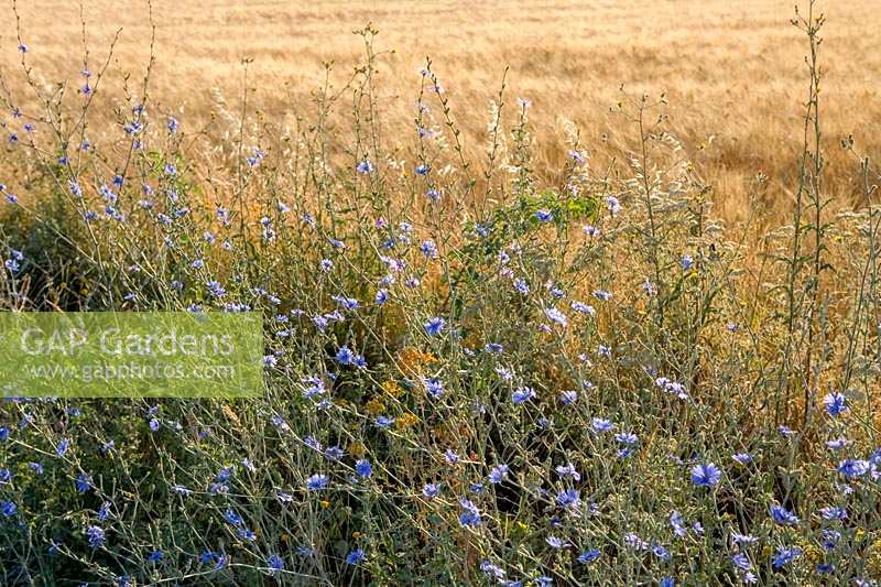 Wild flowers ( Chicory ) at edge of Barley field, late summer, Italy