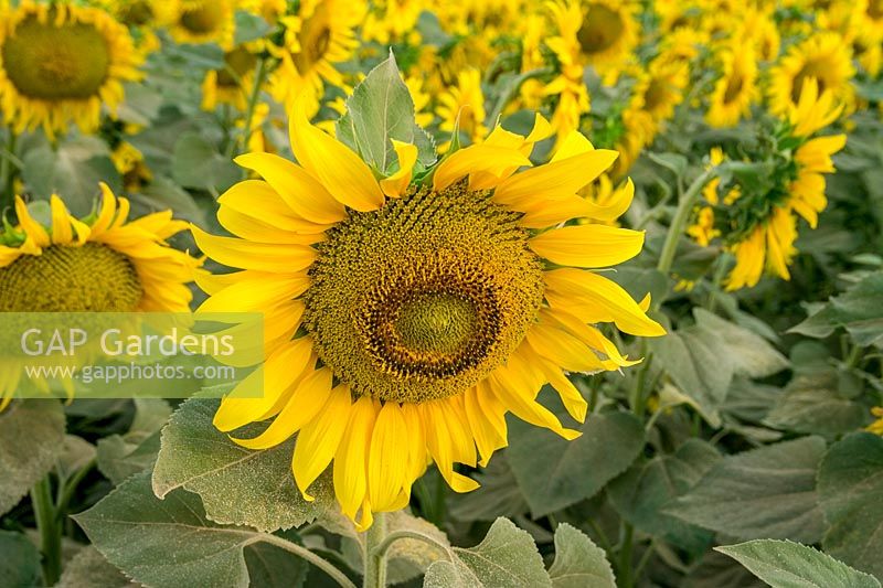 Sunflower ( 'Girasole' ) in early sunshine near Siena, Italy
