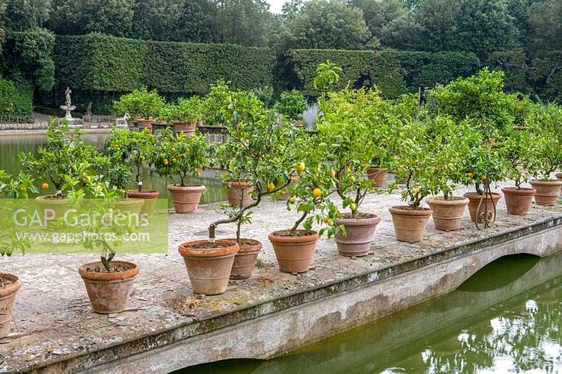Giardino di Boboli ( Boboli Gardens ), Florence, Italy. Sixteenth century Medici Garden at Palazzo Pitti, the 'isolotto', a large oval pool and 'lemon island', rows of Lemon trees in pots