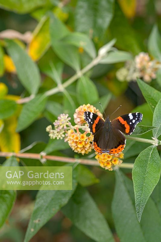 Red Admiral butterfly on Buddleja