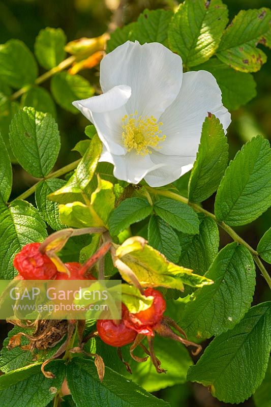 Rosa rugosa 'Alba' showing flower and hips