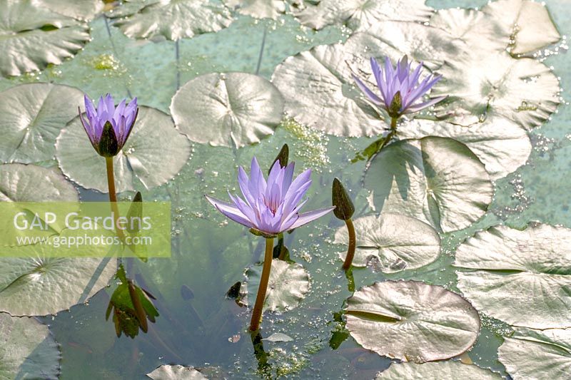 Blue Water lily ( Nymphaea )