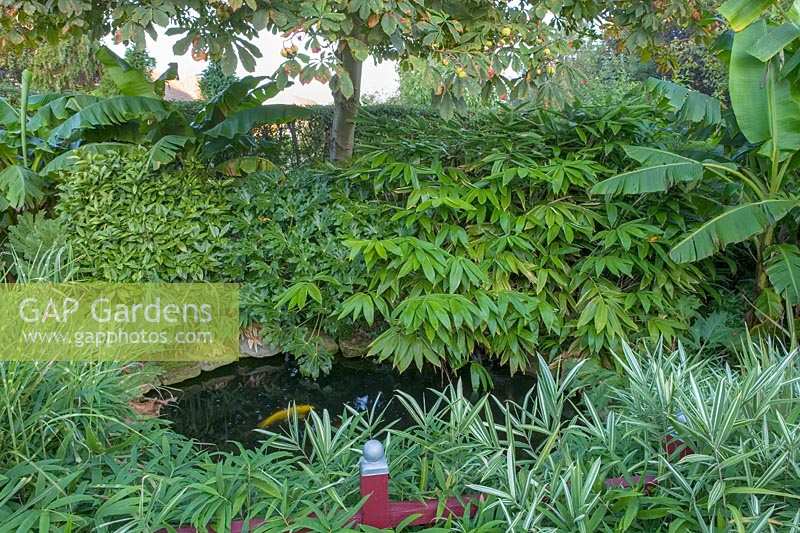 Beechwell Garden ( Tim Wilmot ), Bristol, UK. Exotic town garden with architectural, sub tropical planting around pond