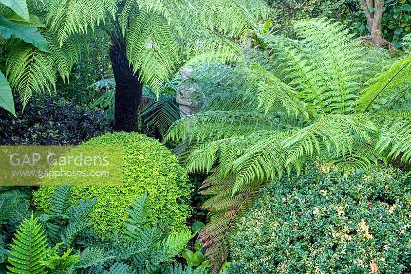 Beechwell Garden ( Tim Wilmot ), Bristol, UK. Exotic town garden with Dicksonia antartica ( tree Ferns )