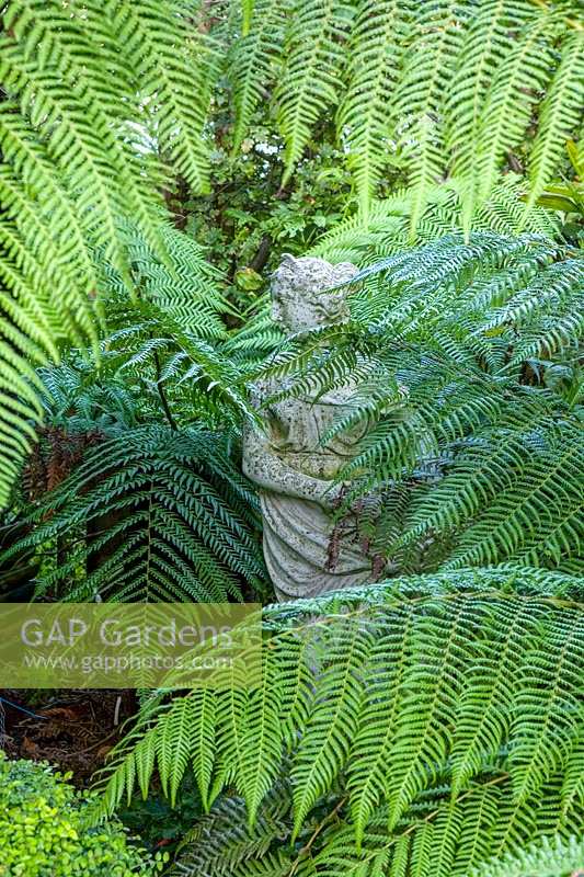 Beechwell Garden ( Tim Wilmot ), Bristol, UK. Exotic town garden with Dicksonia antartica ( tree Ferns ) around statue