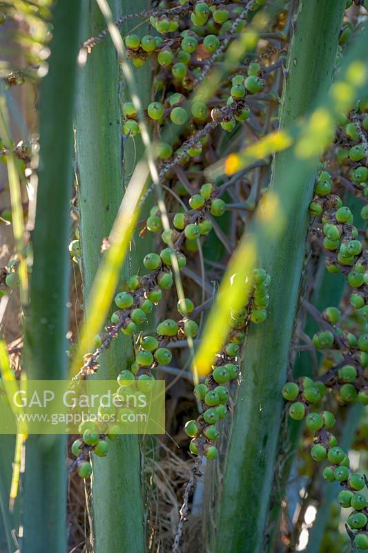 Seed pods of Butia capitata