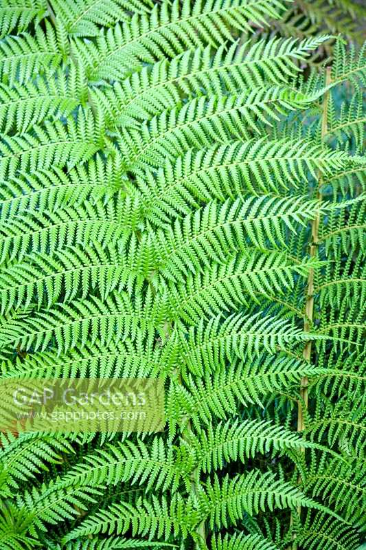 Dicksonia antartica ( Tree fern ) foliage