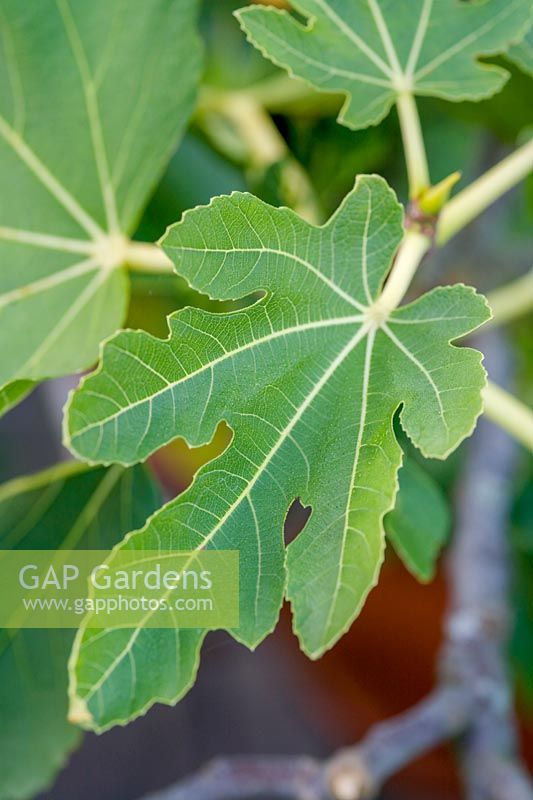 Ficus carica 'Brown Turkey' leaf