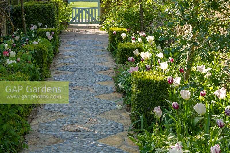 Stone House, Glos., UK ( Lukas ) Tulips edging ornate paved path