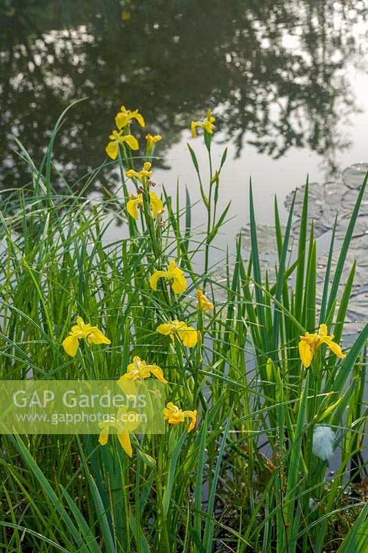 Iris pseudacorus ( Yellow Flag Iris )