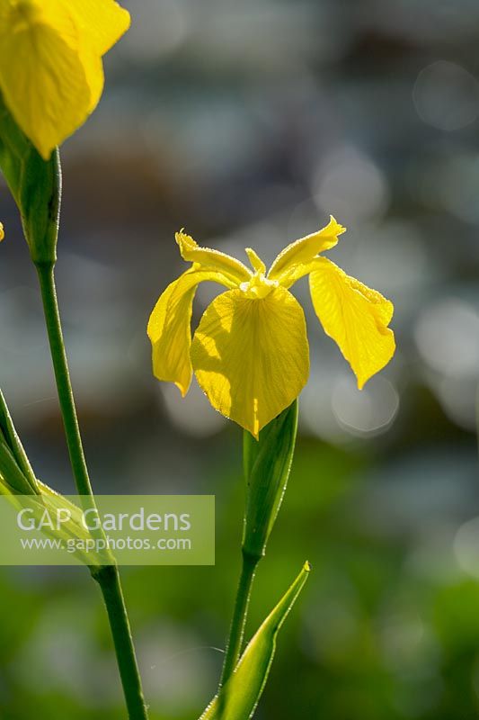 Iris pseudacorus ( Yellow Flag Iris )