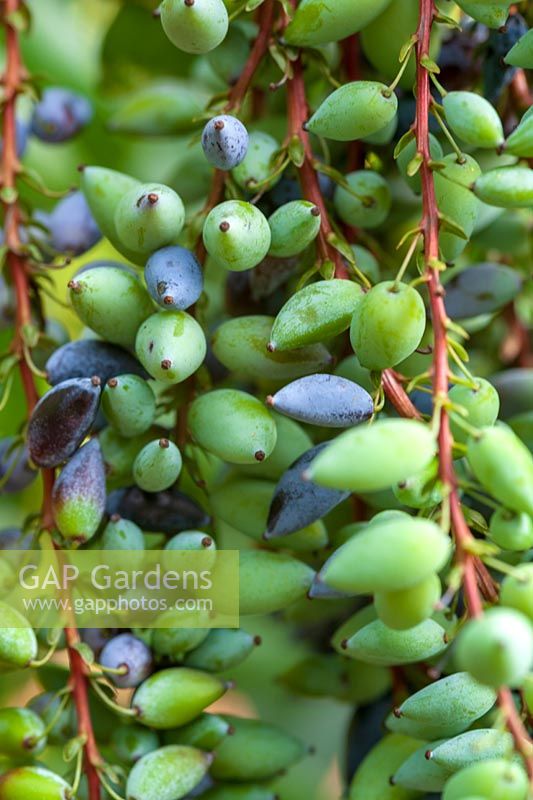Mahonia 'Charity' berries in winter ( Oregon Grape )