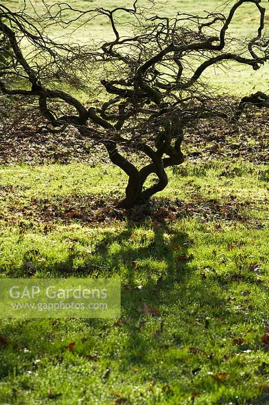 shadows on grass from Acer tree in winter