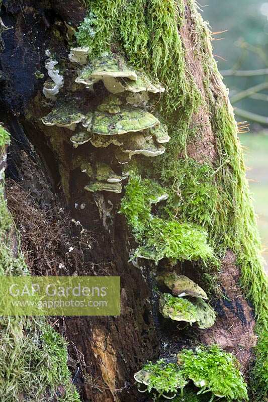 Bracket Fungus and Lichen on tree in winter