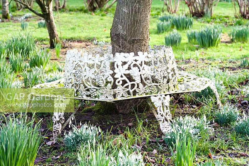 Sherborne Garden, Litton, Somerset - Southwell. Tree Seat with snowdrops and bulbs.