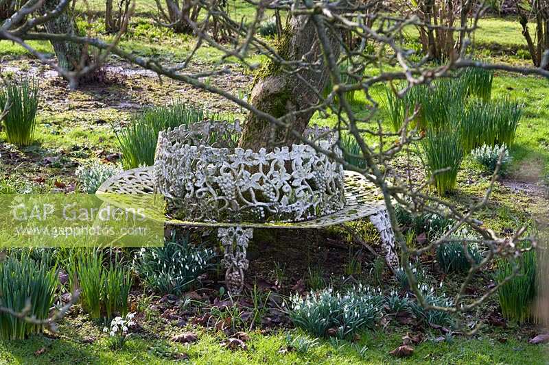 Sherborne Garden, Litton, Somerset ( Southwell ). Tree Seat with snowdrops and bulbs.