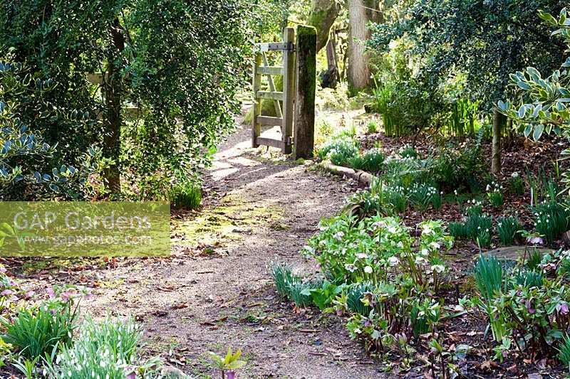 Sherborne Garden, Litton, Somerset ( Southwell ). Early spring garden, path in woodland garden leading to gate