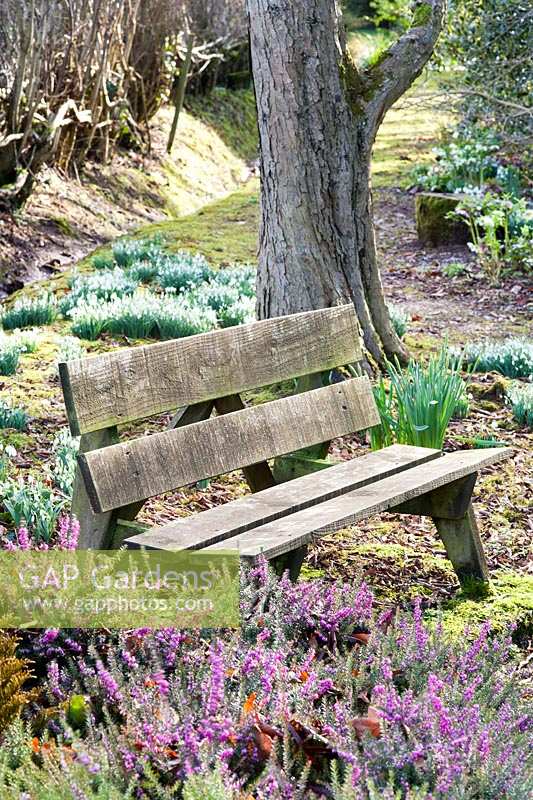 Sherborne Garden, Litton, Somerset ( Southwell ). Early spring garden with snowdrops and wooden bench.