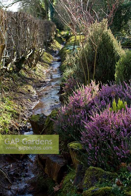 Sherborne Garden, Litton, Somerset ( Southwell ). Early spring garden with stream.
