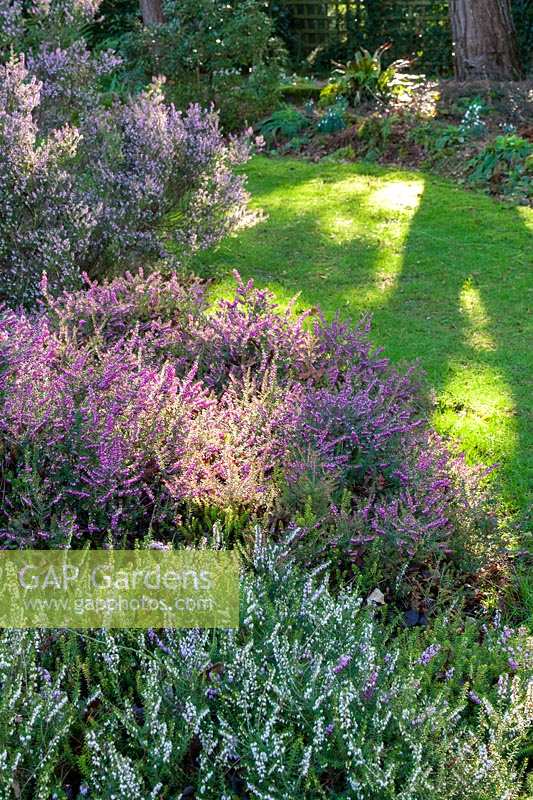 Sherborne Garden, Litton, Somerset ( Southwell ). Heather