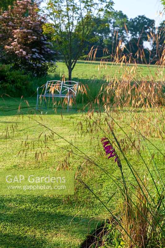 Wellfield Barn, Wells, Somerset, UK ( Nasmyth ) stipa gigantea at edge of lawn,( PR available )