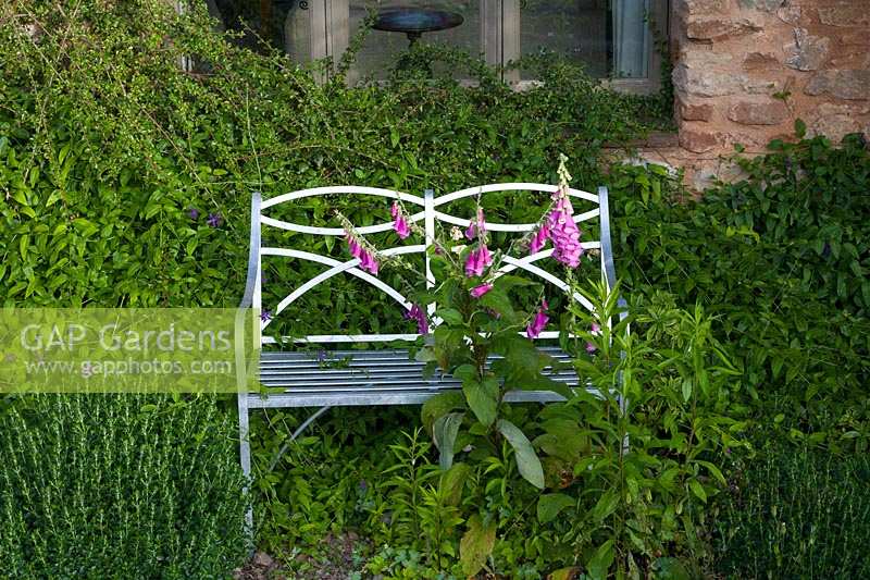 Wellfield Barn, Wells, Somerset, UK ( Nasmyth ) Elegant metal bench with Foxgloves growing through,( PR available )