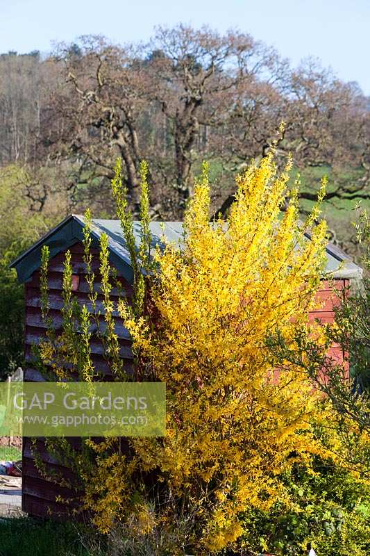 Early Spring allotments, Bristol. Shed with colourful Forsythia bush