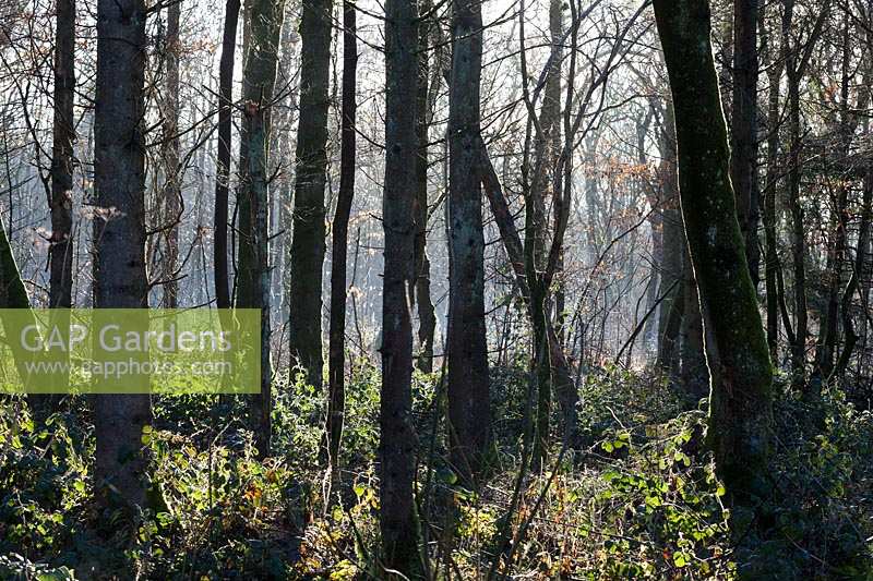 Wintry woodland view