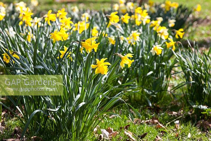 Daffodil clumps in early spring