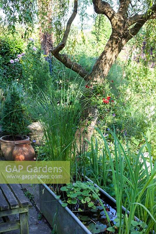 Carole Waller's garden at Bathford, Somerset, summer. small containerised pond feature on the deck