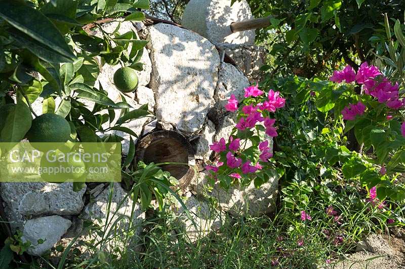 Exotic summery mediterranean garden with Lime tree and Bougainvillea