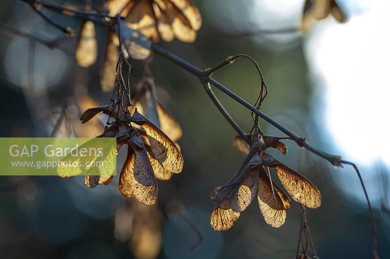 Acer oliveranum seeds in winter