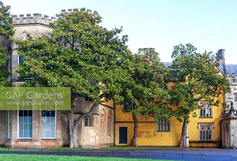 Ashton Court Mansion, Bristol with Magnolia grandiflora growing alongside