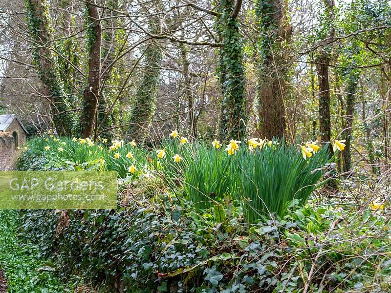 Early spring Daffodils in wall in Cornwall
