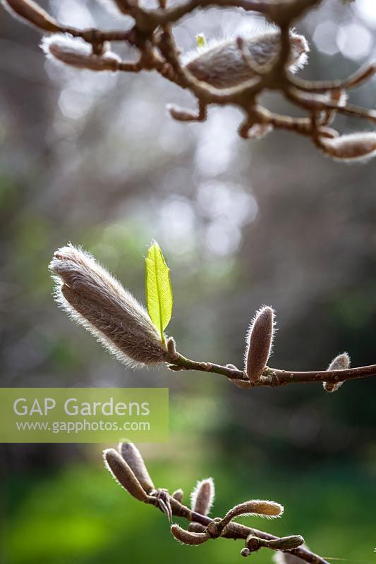 Magnolia kobus early spring buds