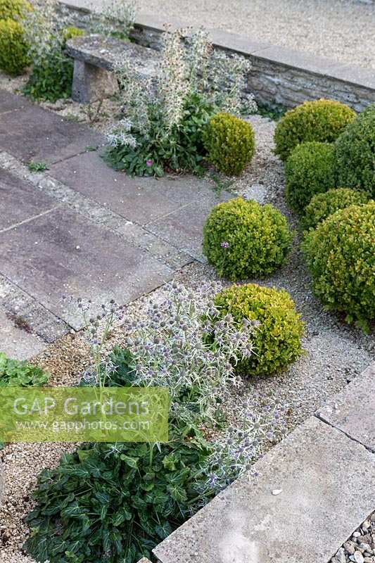 Topiary sphere shaped box balls in paved courtyard at Barbara Stockitts garden at West Kington, Wiltshire