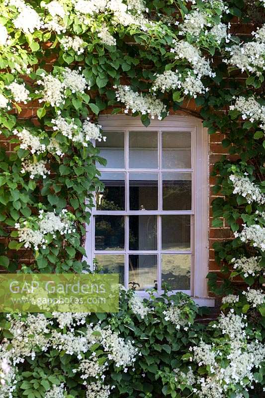 Climbing Hydrangea around window at Jennifer Stratton's garden in Codford, Wiltshire