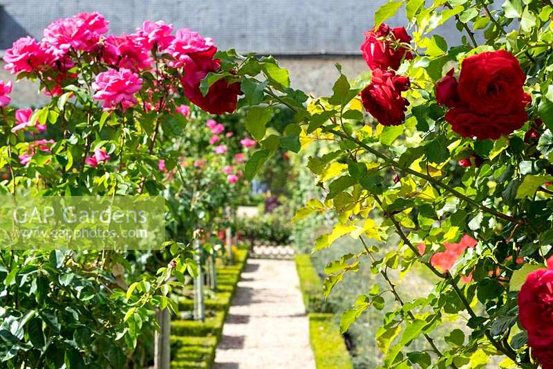Chateau Villandry, Loire Valley, France, roses in the famous knot garden and parterre