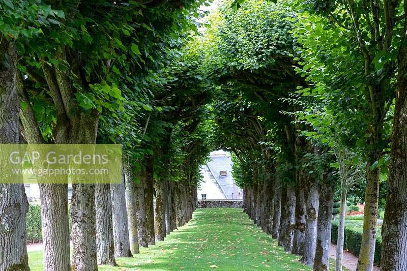 Chateau Villandry, Loire Valley, France, the Lime tree alley or avenue