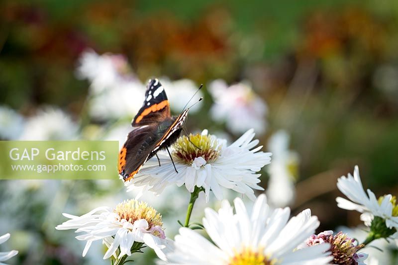 Red Admiral butterfly on white daisy