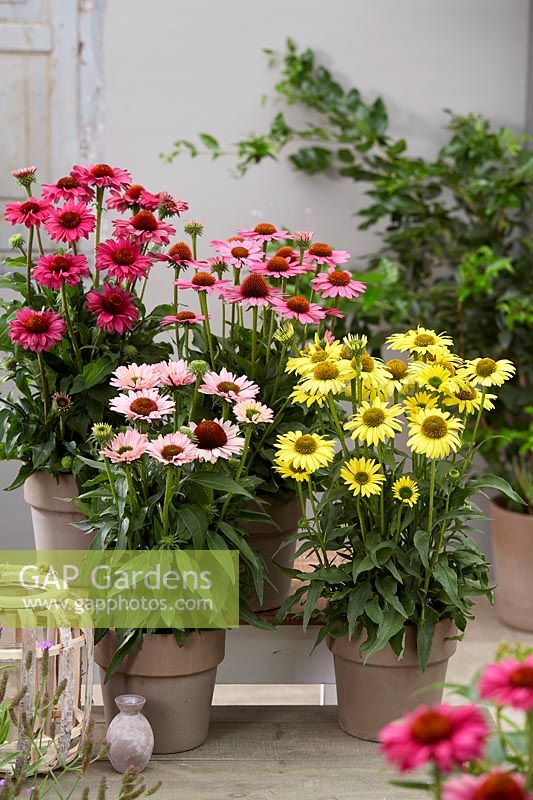 Echinacea SunSeekers collection