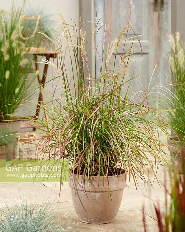 Miscanthus sinensis Ruby Cute