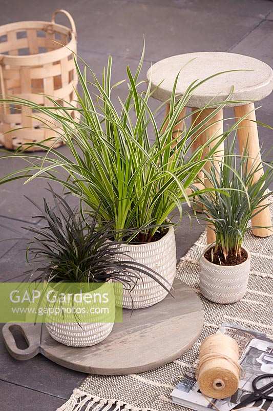 Ornamental grass collection