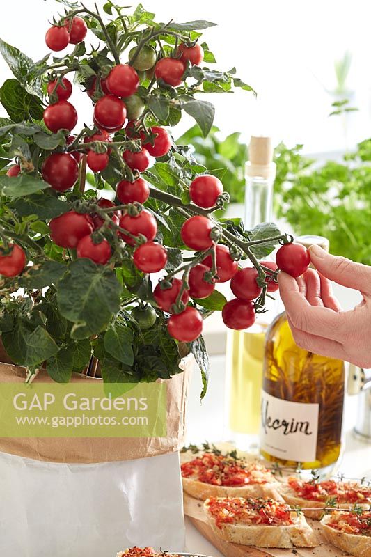 Solanum lycopersicum Pillar Tomatoesâ„¢ F1 Catch Red