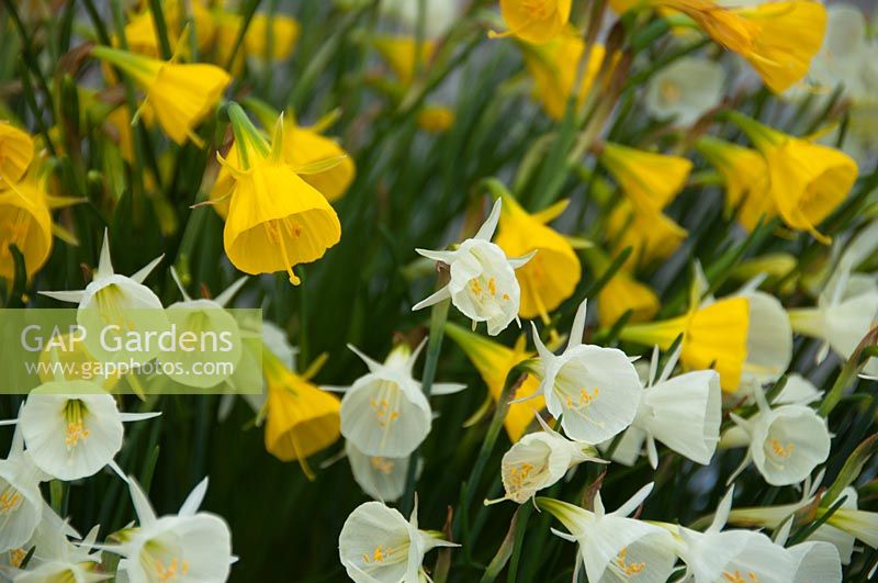 Narcissus bulbocodium mixed