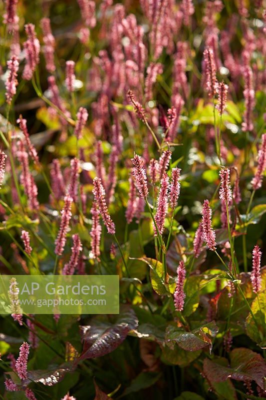 Persicaria amplexicaulis Jo and Guido's Form